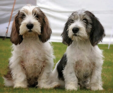 The Irresistible Allure of Grand Basset Griffon Vendéen Puppies: Capturing Canine Elegance In 2023