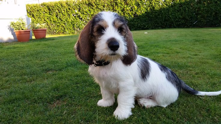  The Irresistible Allure of Grand Basset Griffon Vendéen Puppies: Capturing Canine Elegance In 2023