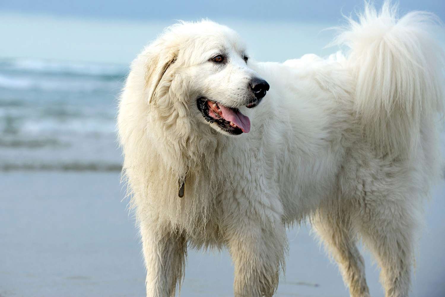 Unveiling the Diversity of Livestock Guardian Dog Breeds: Exploring 5 Exclusive Loyal Companions in Agriculture