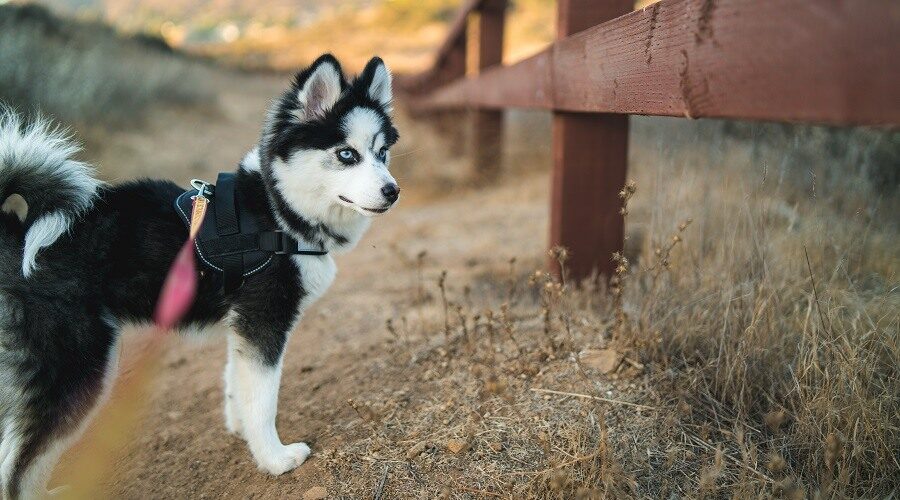 The Husky Pomeranian Mix in Focus - Discovering the 6 Unique Traits of Pomsky Magic
