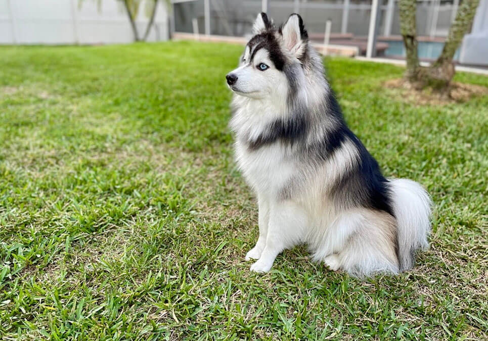 The Husky Pomeranian Mix in Focus - Discovering the 6 Unique Traits of Pomsky Magic