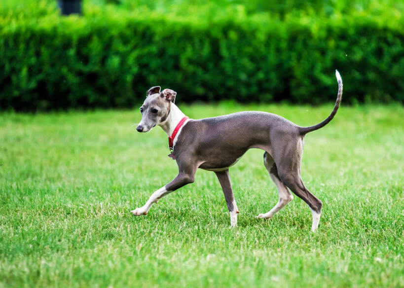 Understanding the Italian Greyhound Price Tag: Unveiling the Cost of Elegance in 2023