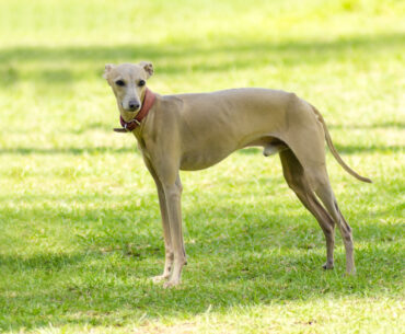 Understanding the Italian Greyhound Price Tag: Unveiling the Cost of Elegance in 2023