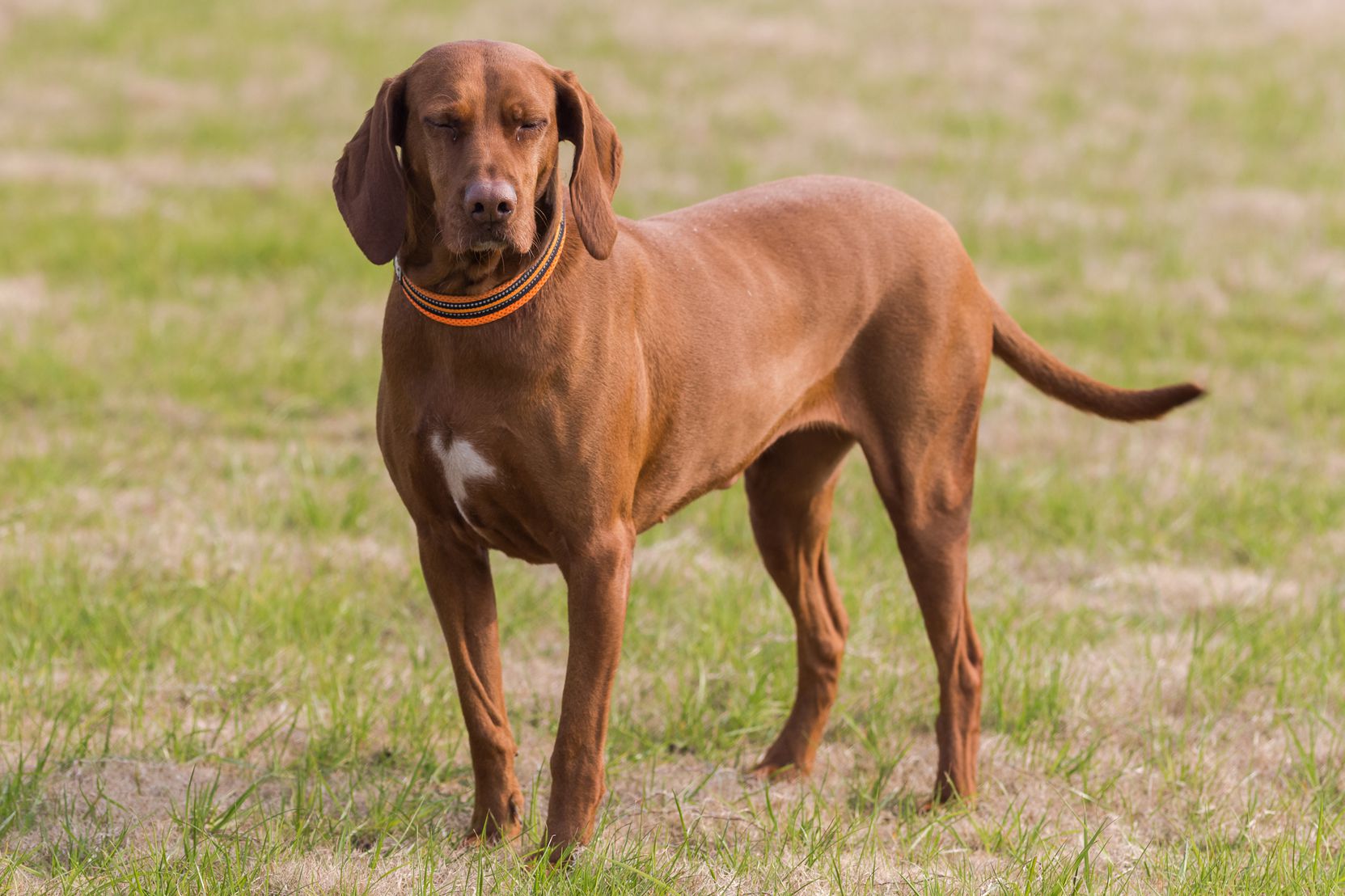 Unleashing the Redbone Coonhound Lab Mix: 6 Amazing Characteristics and Facts