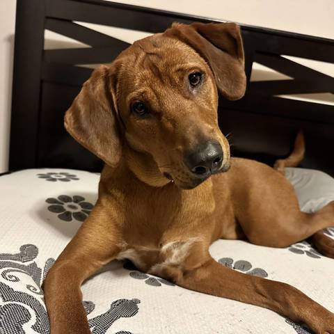 Unleashing the Redbone Coonhound Lab Mix: 6 Amazing Characteristics and Facts