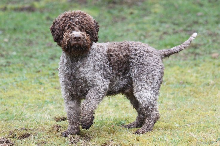 Lagotto Romagnolo Price: A comprehensive Guide to Exploring The Real Cost of Breeding Lagotto in 2023