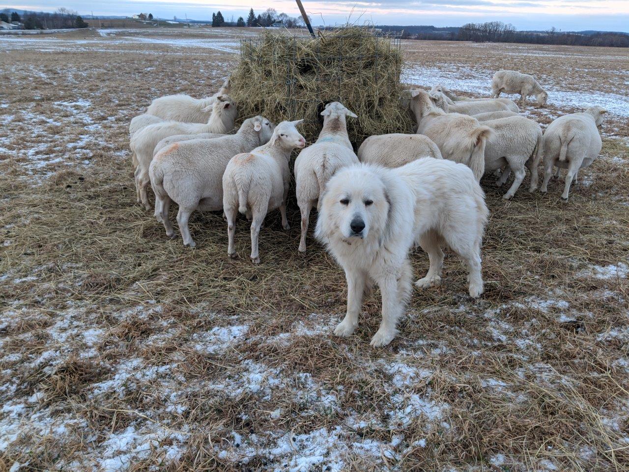 Unveiling the Diversity of Livestock Guardian Dog Breeds: Exploring 5 Exclusive Loyal Companions in Agriculture
