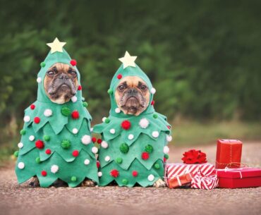 Merry Christmas Dogs: How to Ensure Your Dogs Have a Merry and Happy Christmas Too in 2023