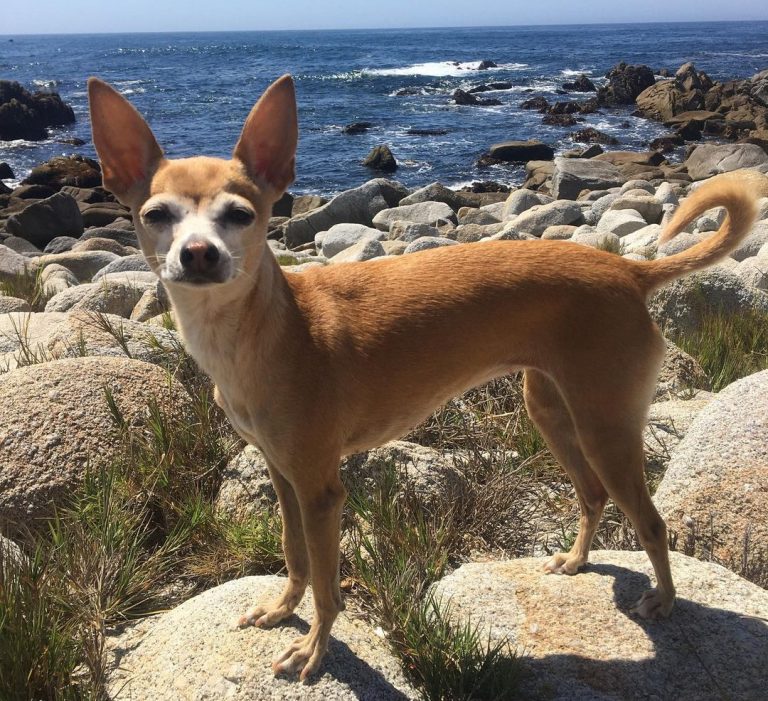 Italian Greyhound Chihuahua Mix Unleashed - Unveiling the Charms of the 2 Perfect Blends