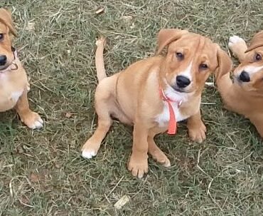 Mountain Cur Puppies: From Peak to Paw, Unveiling the Beauty of this Breed in 2023