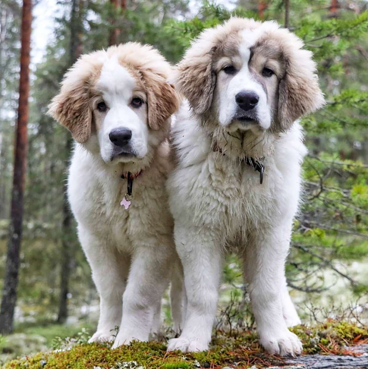 Raising Pyrenean Mastiff Puppies: 6 Tips for a Happy and Healthy Start
