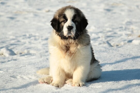 Raising Pyrenean Mastiff Puppies: 6 Tips for a Happy and Healthy Start