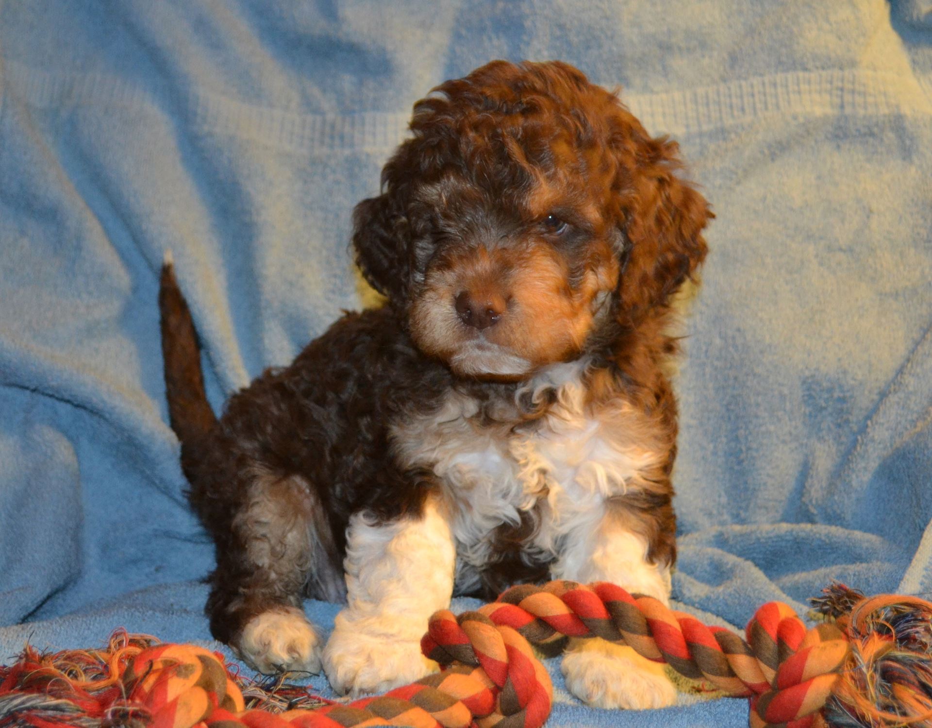 Lagotto Romagnolo Puppies for Sale: The Perfect Addition to Your Family in 2023
