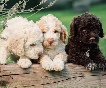 Lagotto Romagnolo Puppies for Sale: The Perfect Addition to Your Family in 2023