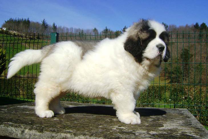 Pyrenean Mastiff for Sale: 2023 Comprehensive Guide to Buying and Adoption 