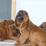 Redbone Coonhound Puppies: A Complete Guide to Raising the Perfect Hunting Companion in 2023