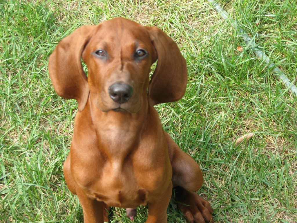 Redbone Coonhound Puppies: A Complete Guide to Raising the Perfect Hunting Companion in 2023