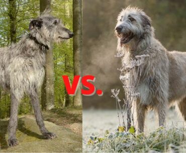 Scottish Deerhound vs Irish Wolfhound: Unveiling And Comparing The 2 Distinctive & Adorable Giants