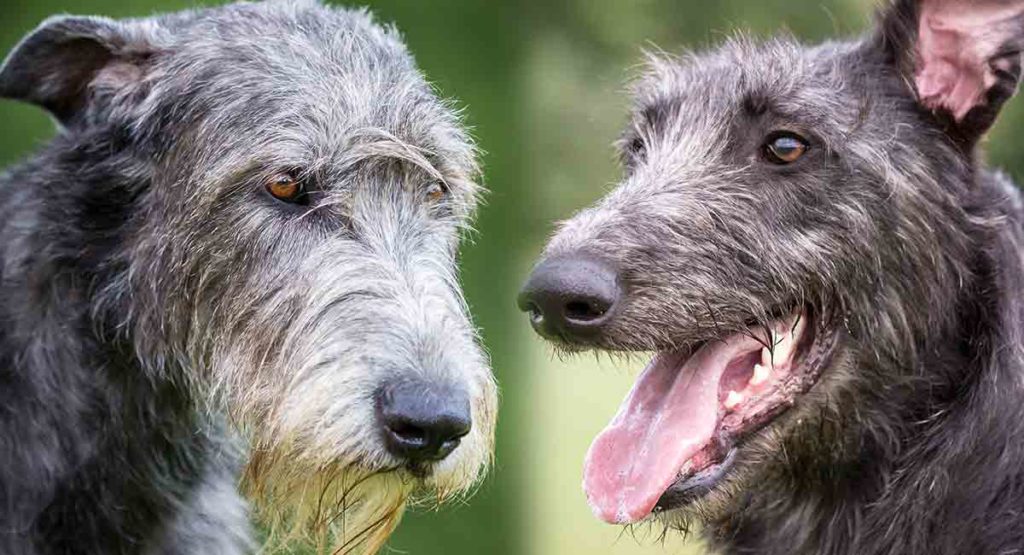Unveiling And Comparing 2 Giants: The Distinctive Charms of Scottish Deerhound vs Irish Wolfhound