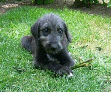 Exploring the Enchanting World of Scottish Deerhound Puppies: 5 Unique Characteristics And Facts
