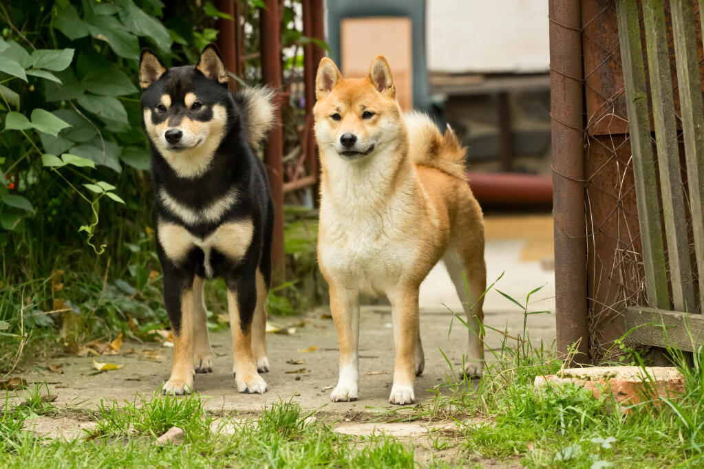 Shiba Inu Dog Price Comprehensive Guide 2023: Understanding the Varied Costs of Shiba Inu Dog