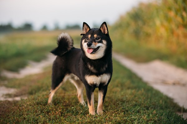 Shiba Inu Dog Price Comprehensive Guide 2023: Understanding the Varied Costs of Shiba Inu Dog