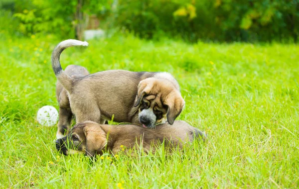 Spanish Mastiff Puppies: A Complete Look at This Majestic Breed's Beginnings