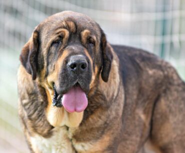 2023 Complete Guide to Spanish Mastiff for Sale: Meet Your New Best Friend Today