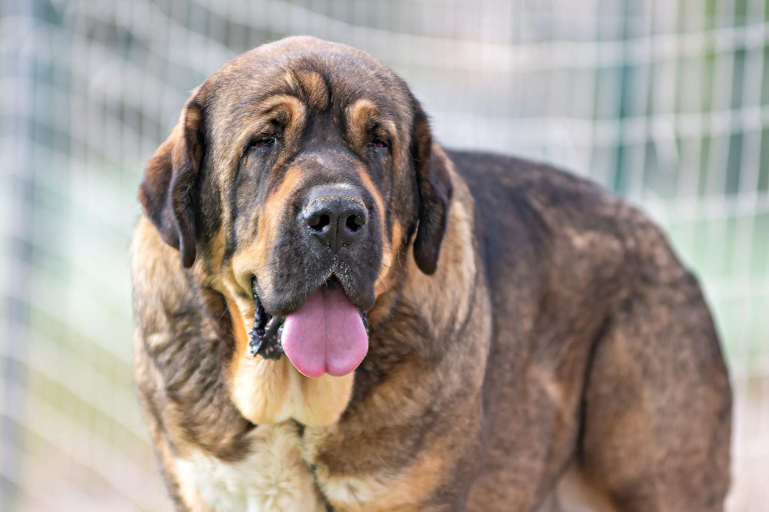 2023 Complete Guide to Spanish Mastiff for Sale: Meet Your New Best Friend Today