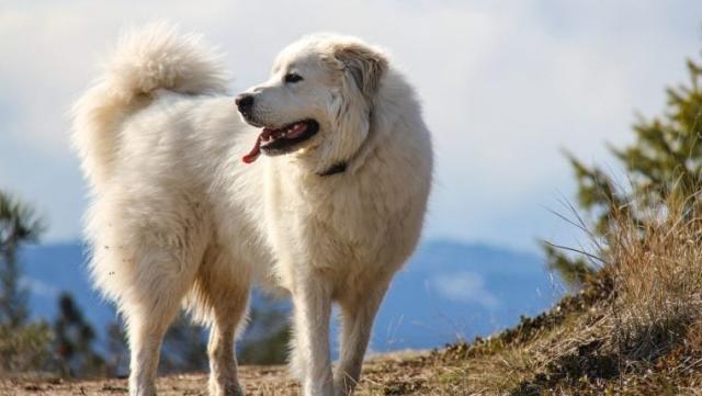  A Comprehensive Guide on How to Train a Livestock Guardian Dog in 2023