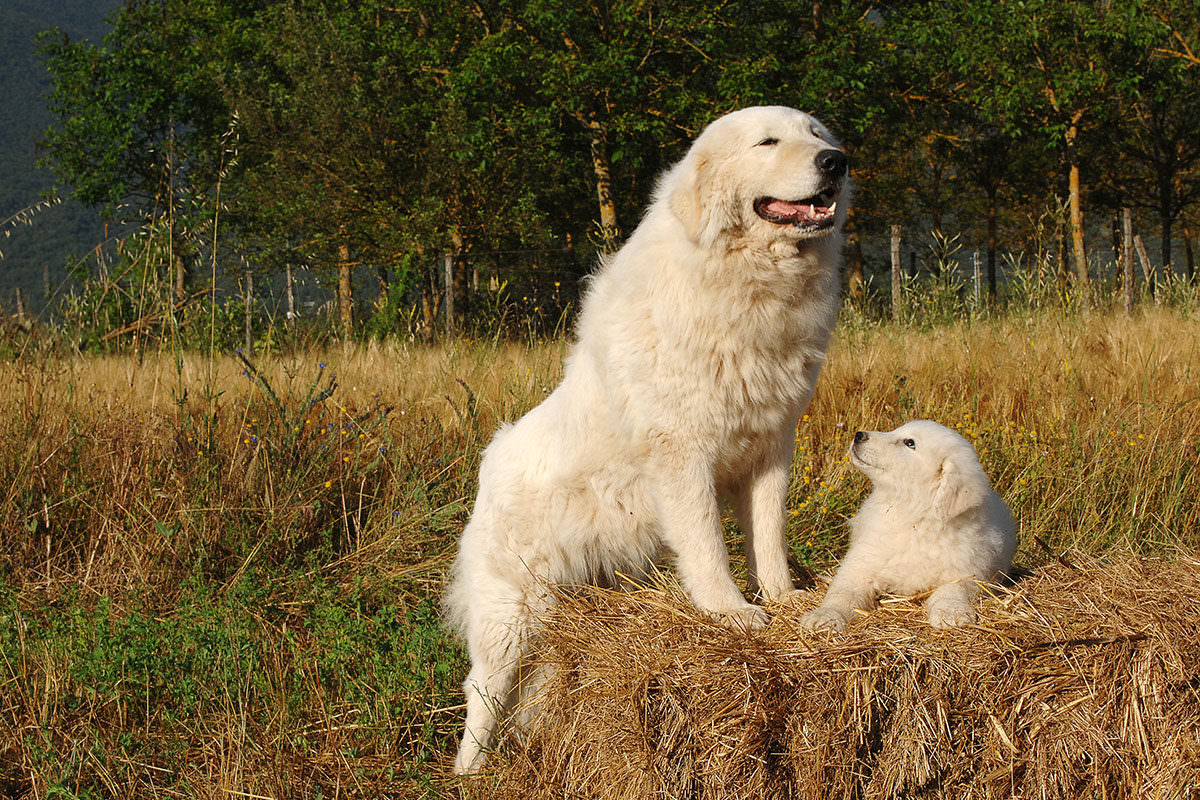  A Comprehensive Guide on How to Train a Livestock Guardian Dog in 2023