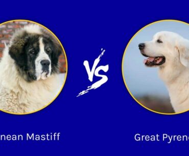 Pyrenean Mastiff vs Great Pyrenees