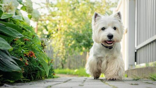 Analyzing West Highland White Terrier Price in 2023 - Decoding the True Cost of Companion