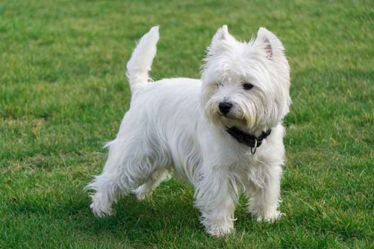 Analyzing West Highland White Terrier Price in 2023 - Decoding the True Cost of Companion