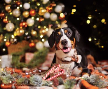 How to Keep Dogs Away From Christmas Tree