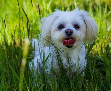 Why Shih Tzu Are the Worst Dog: 10 Exclusive Reasons