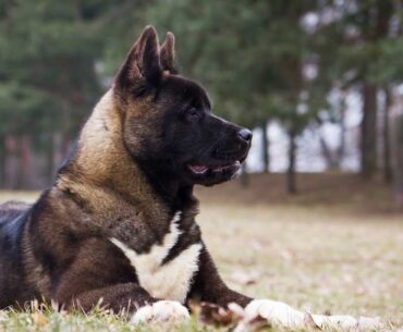 A Holistic Approach to Akita Dog Price in 2023: Is Owning an Akita Worth the Price?