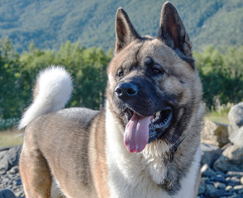  A Holistic Approach to Akita Dog Price in 2023: Is Owning an Akita Worth the Price?