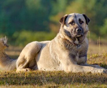 How much does an Anatolian shepherd cost? Unregistered Anatolian pups can start around the $500 mark and go up to the $1500 range. AKC Registered Anatolian Pups can start around $800 and top out around $5000 for an import or other unique prospect.
