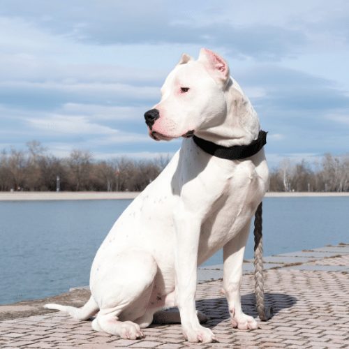 How Much is a Dogo Argentino? A Comprehensive Guide for Calculating the True Expense 