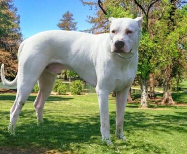 How Much is a Dogo Argentino? A Comprehensive Guide for Calculating the True Expense