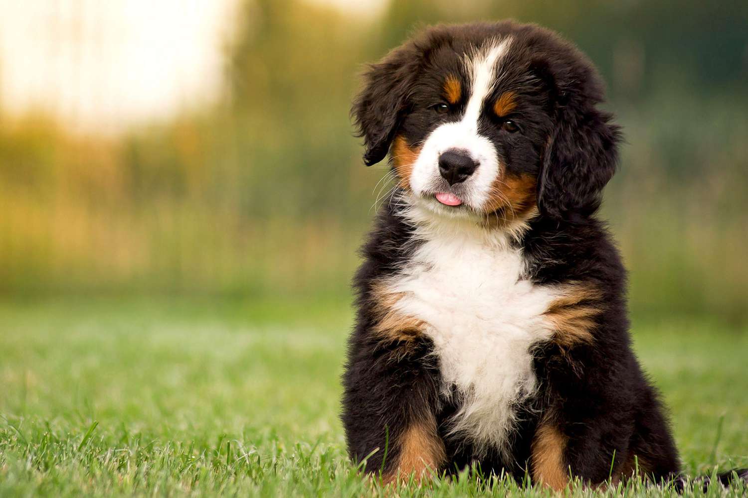 The Charm of Bernese Mountain Dog Puppies: A Complete Guide to Their Adorable Antics