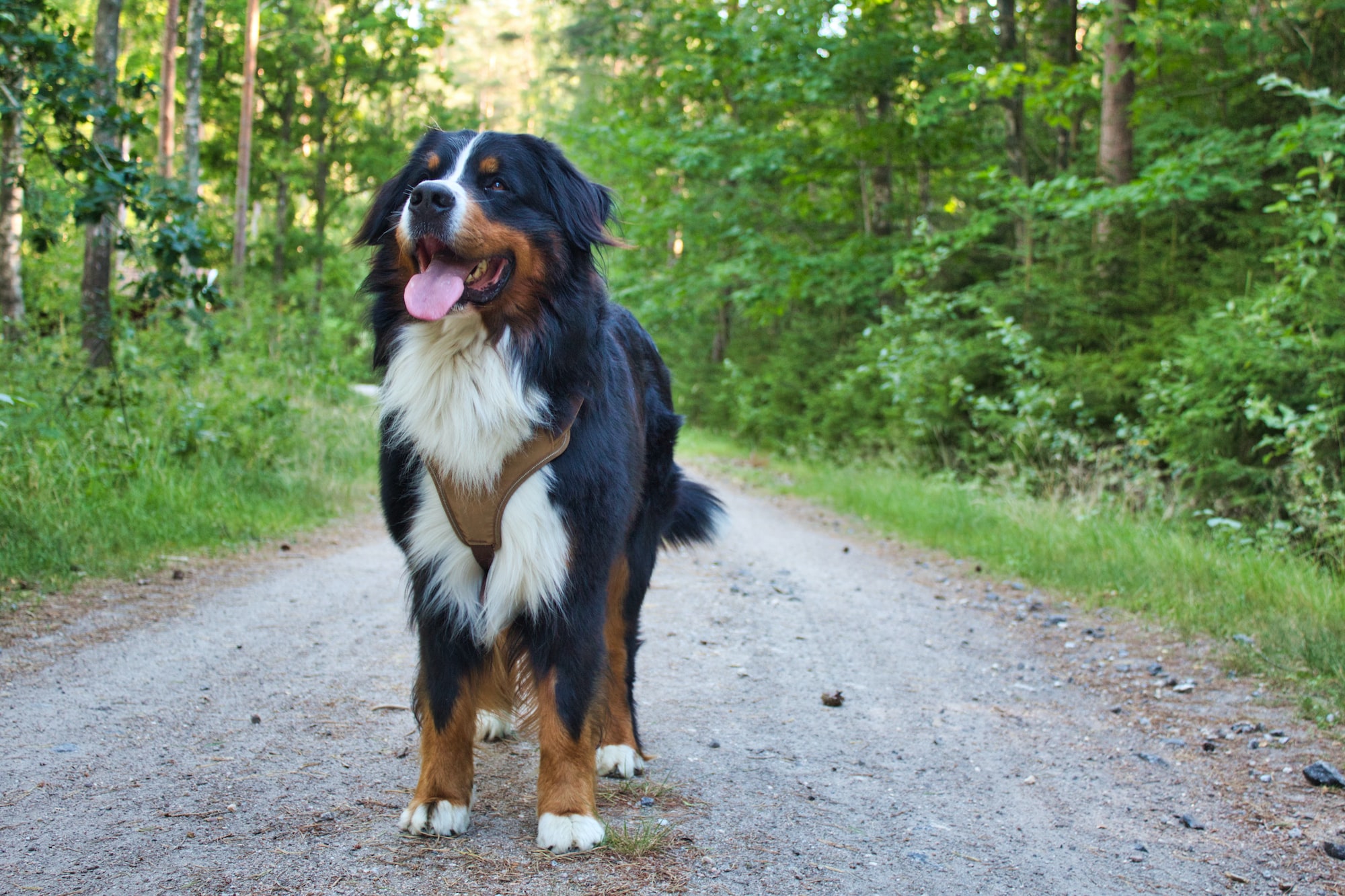 How Much is a Bernese Mountain Dog? Unveiling the Accurate Cost in 2024