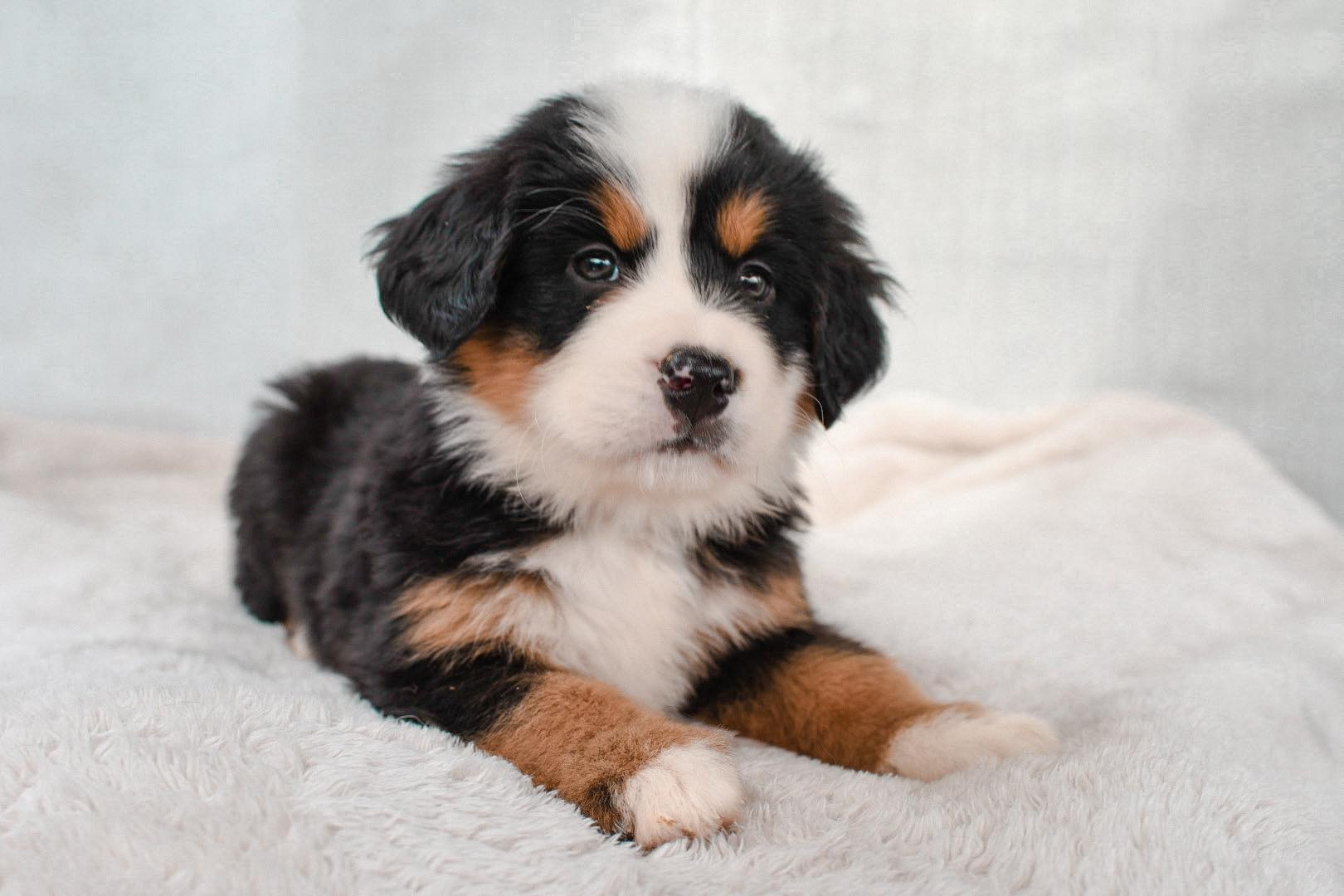 The Charm of Bernese Mountain Dog Puppies: A Complete Guide to Their Adorable Antics