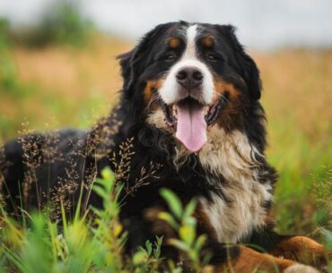 How Much is a Bernese Mountain Dog? Unveiling the Accurate Cost in 2024