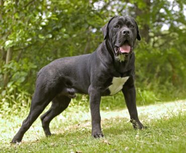 How Much Is A Cane Corso Without Papers