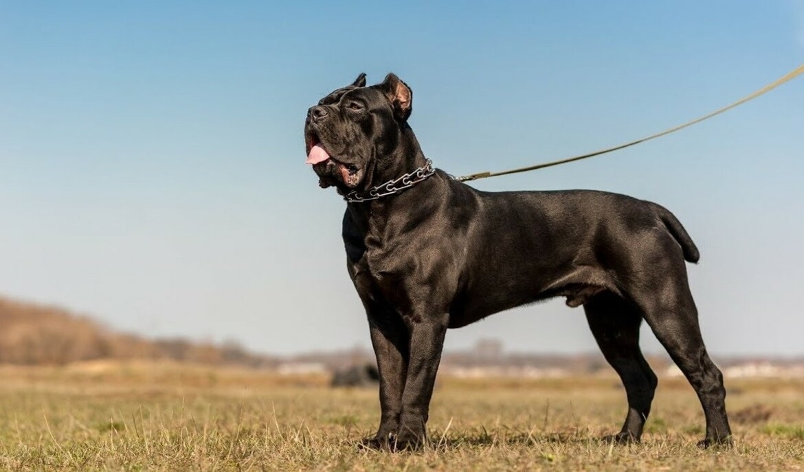 How Much is a Cane Corso? A Comprehensive Guide for Prospective Owners in 2024