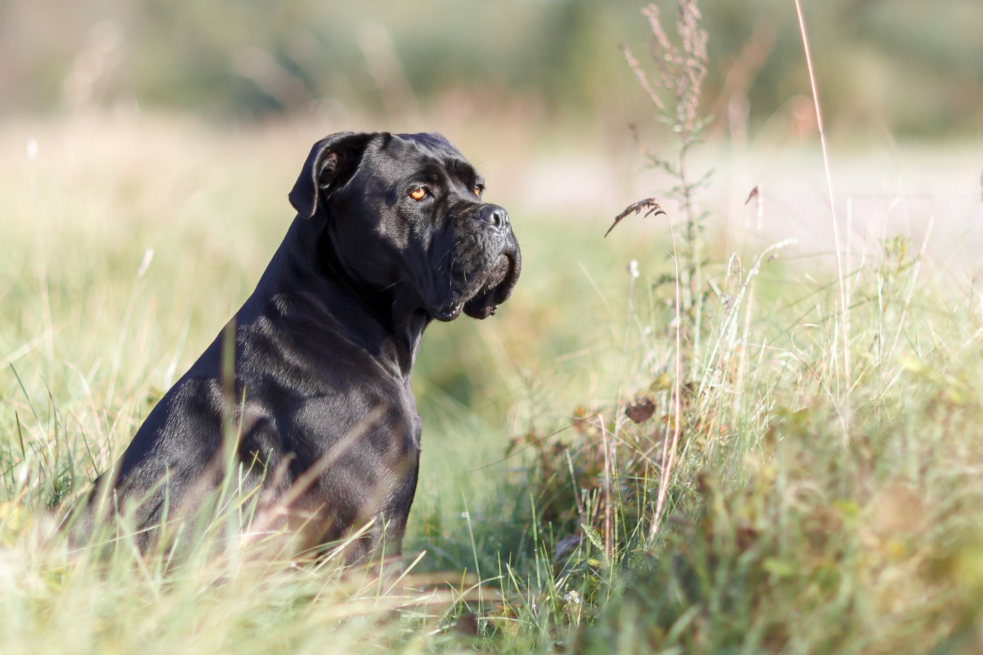 How Much is a Cane Corso? A Comprehensive Guide for Prospective Owners in 2024