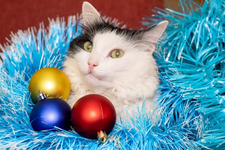 100+ Enchanting Christmas Cat Names to Make Your Season Bright