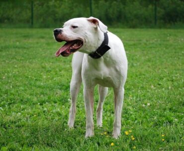 Understanding Dogo Argentino Bite Force: A Deep Dive into Biting Brilliance